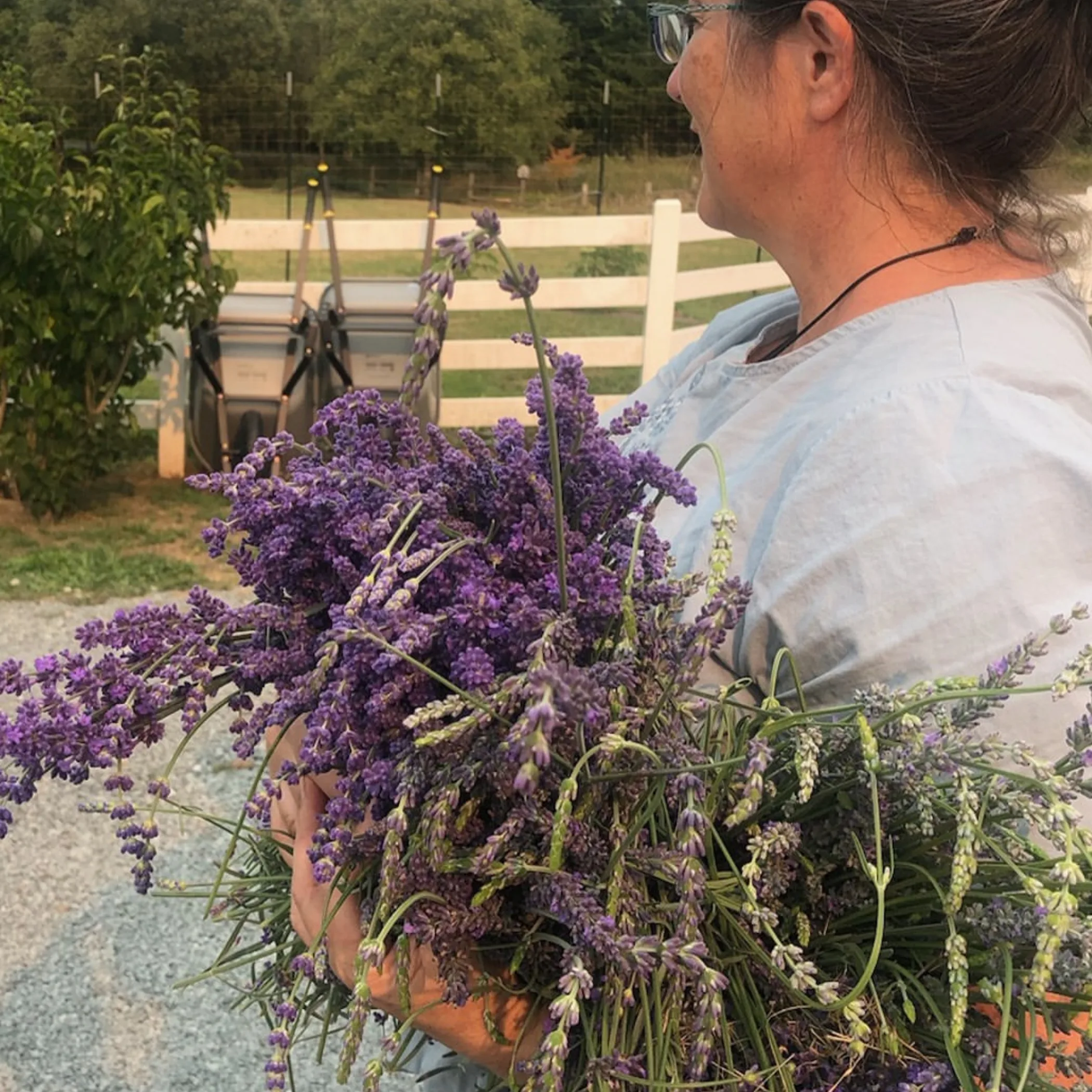 farm-grown lavender for natural cosmetics