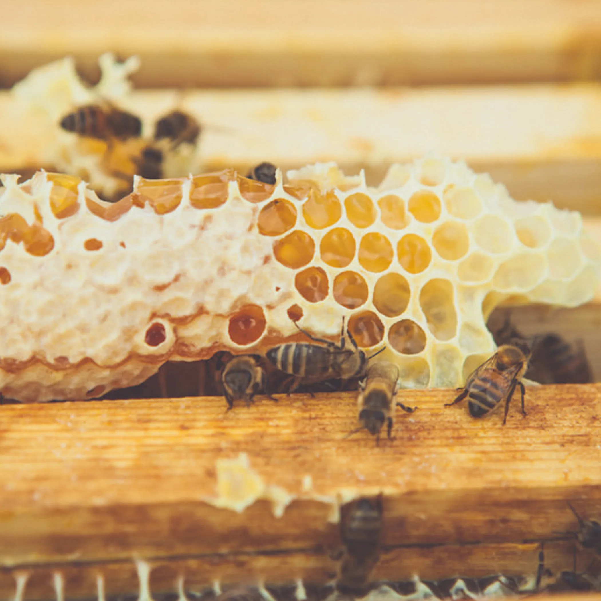 bee-inspired natural skincare